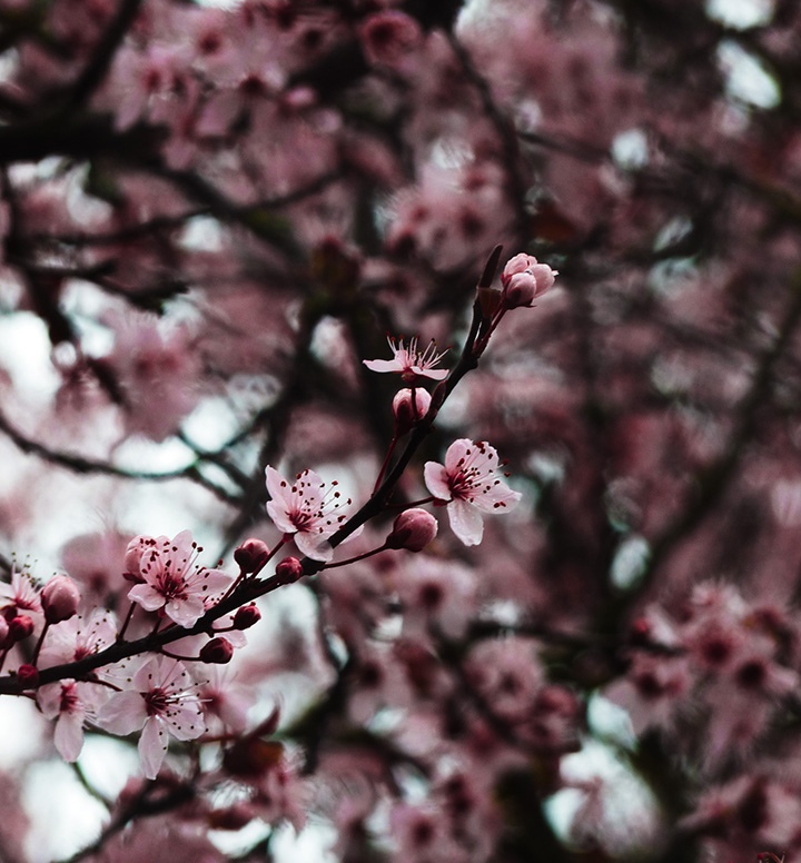 Cherry Blossom photography_April 2025